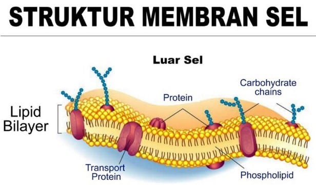 Struktur-Membran-Sel