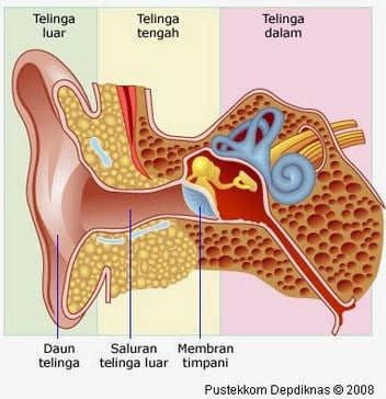√Bagian Telinga : Pengertian, Bagian Telinga, Penyakit dan Fungsinya