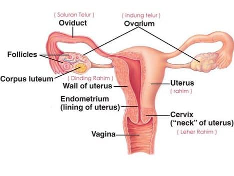 √Alat Reproduksi Wanita : Pengertian, Bagian, Fungsi Berserta Penyakitnya