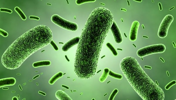 √ Jenis Bakteri : Pengertian, Peran, Struktur dan Cirinya