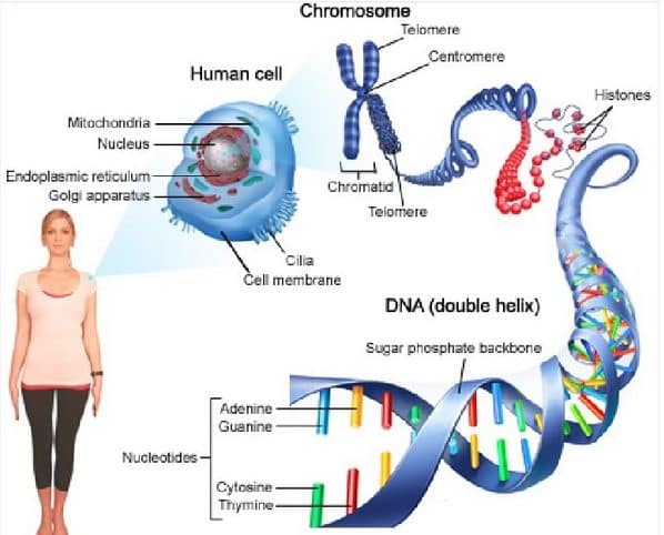 √ Kromosom Manusia : Pengertian, Struktur, Jenis, Jumlah dan Fungsinya