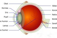 √ Alat Optik : Pengertian, Macam dan Fungsi