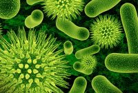 √ Bakteri Menguntungkan : Pengertian, Jenis, Ciri dan Strukturnya