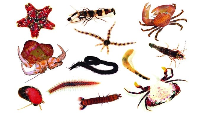 √ Ciri Arthropoda : Pengertian, Klasifikasi, Ukuran dan Bentuk Tubuh