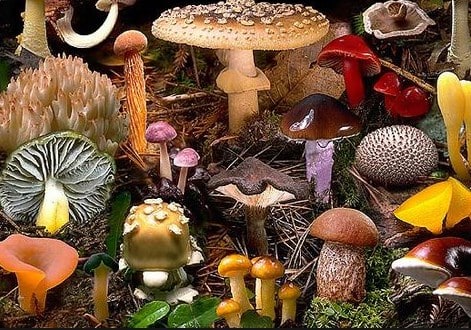 √ Ciri Fungi : Pengertian dan Klasifikasinya