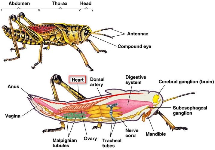 √ Invertebrata : Pengertian, Jenis, Ciri dan Klasifikasinya
