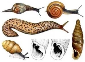 √ Ciri Mollusca : Pengertian, Sistem dan Klasifikasinya