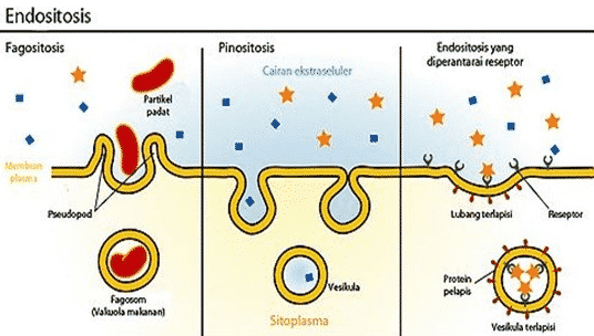gambar-endositosis