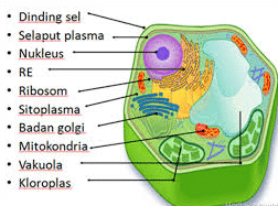 sitoplasma