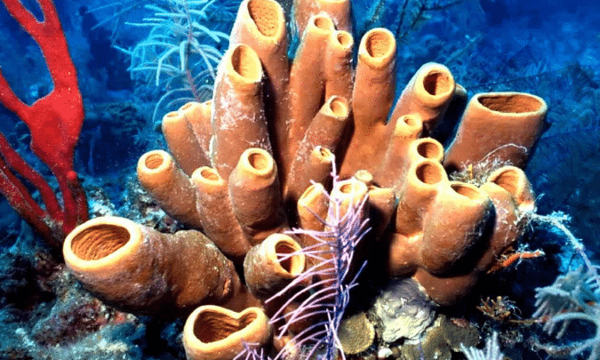 Filum Porifera