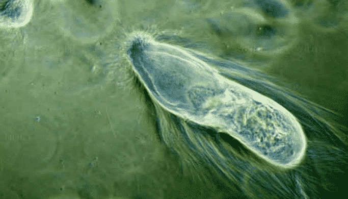 Filum Protozoa
