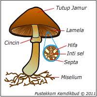 struktur fungi
