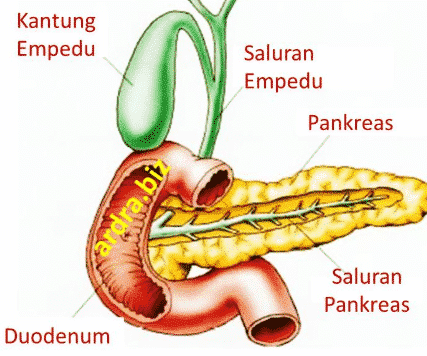 Pankreas Sebagai Organ Eksokrin