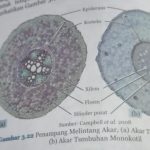 Struktur Jaringan Akar