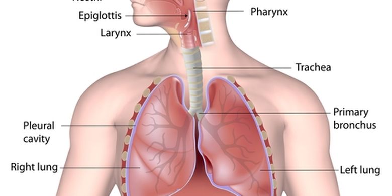 Sistem Pernapasan Manusia