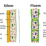 Xilem
