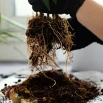 Akar Tumbuhan: Penopang Kehidupan dan Rahasia di Balik Rambut Akar yang Bekerja Tanpa Henti