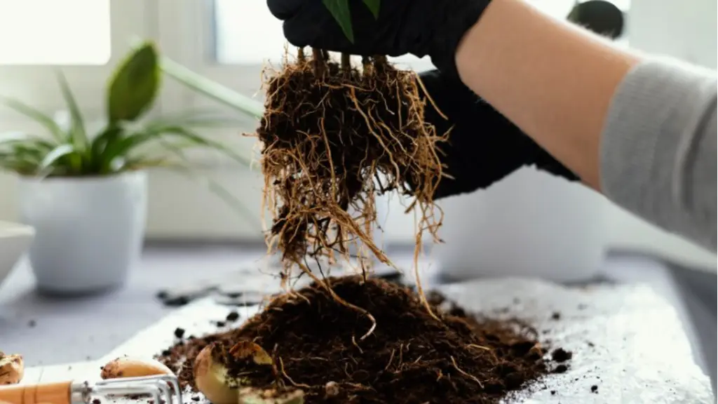 Akar Tumbuhan: Penopang Kehidupan dan Rahasia di Balik Rambut Akar yang Bekerja Tanpa Henti