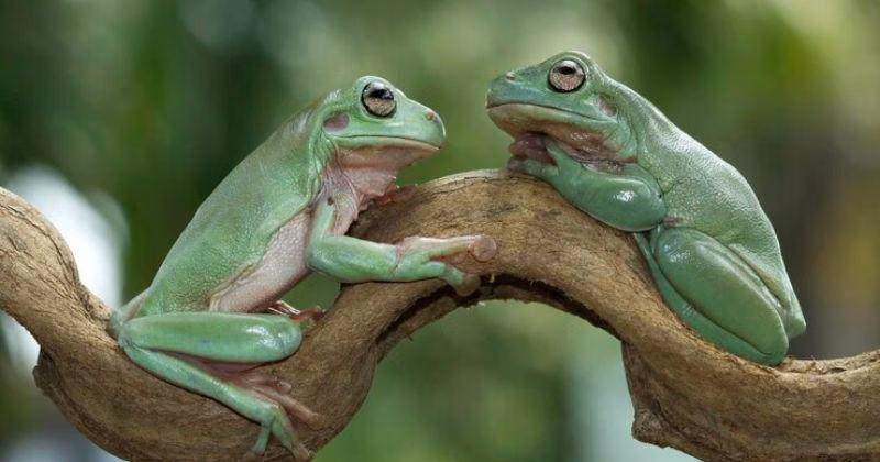 Amfibi dan Reptil: Dua Dunia yang Berbeda dalam Kehidupan Satwa