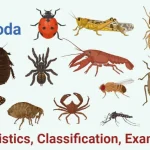 Arthropoda: Dunia Hewan Beruas yang Menguasai Planet Bumi