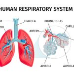 Sistem Pernapasan Manusia