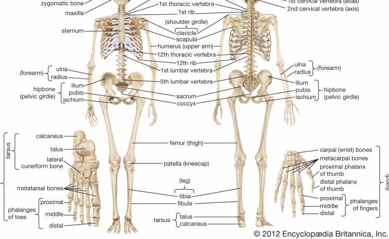 Sistem Rangka Manusia