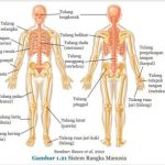 Sistem Rangka Manusia