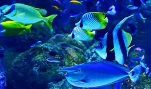 Ikan Pisces Mengenal Kelompok Hewan Pisces yang Hidup di Perairan Dunia_11zon Ikan Pisces Mengenal Kelompok Hewan Pisces yang Hidup di Perairan Dunia