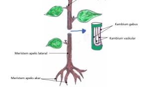 Jaringan Meristem dan Perannya dalam Pertumbuhan Tumbuhan_11zon Jaringan Meristem dan Perannya dalam Pertumbuhan Tumbuhan