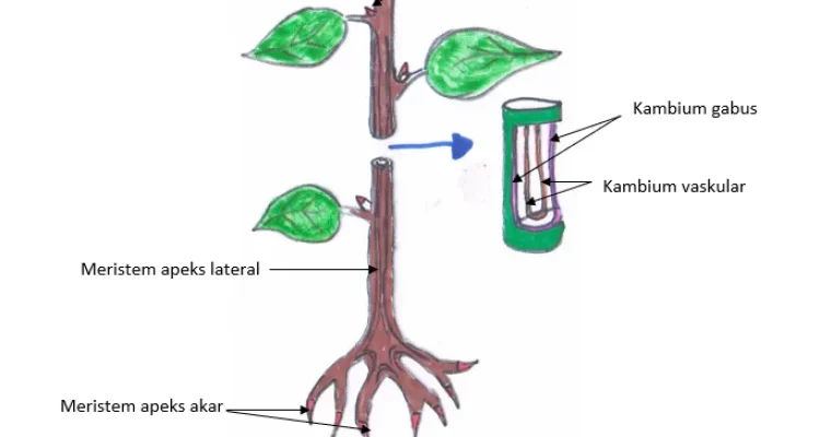 Jaringan Meristem dan Perannya dalam Pertumbuhan Tumbuhan