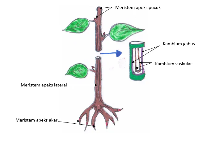 Jaringan Meristem dan Perannya dalam Pertumbuhan Tumbuhan