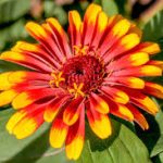 Jenis Bunga dan Keunikan Struktur Bunga Zinnia yang Memikat