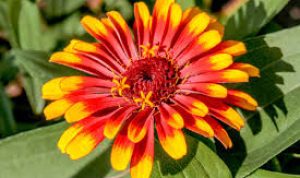 Jenis Bunga dan Keunikan Struktur Bunga Zinnia yang Memikat