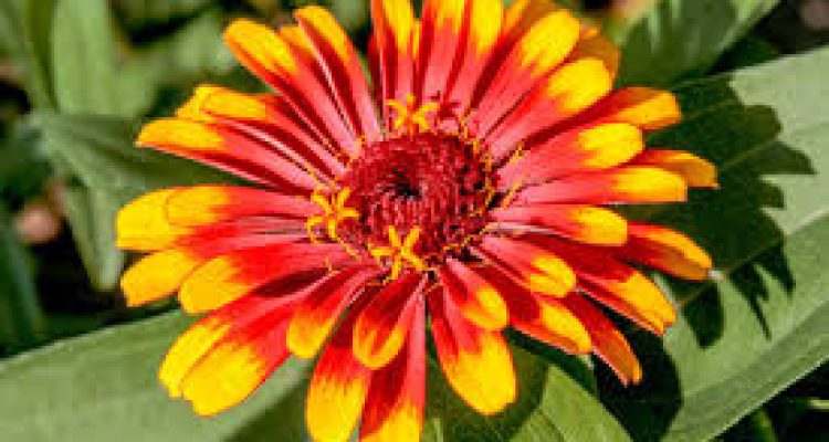 Jenis Bunga dan Keunikan Struktur Bunga Zinnia yang Memikat