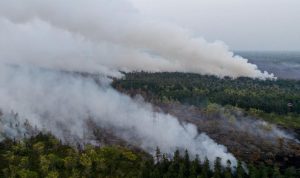 Kebakaran Hutan Kalimantan, Mengapa Terjadi dan Apa Akibatnya?