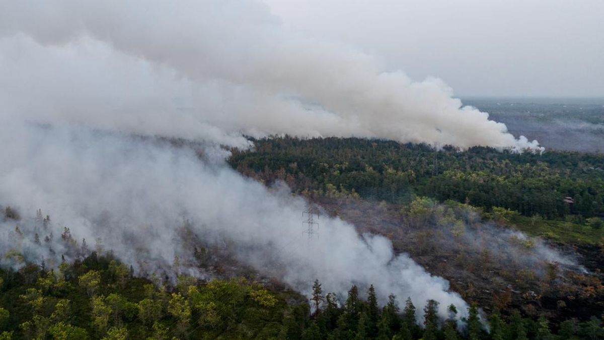 Kebakaran Hutan Kalimantan, Mengapa Terjadi dan Apa Akibatnya?